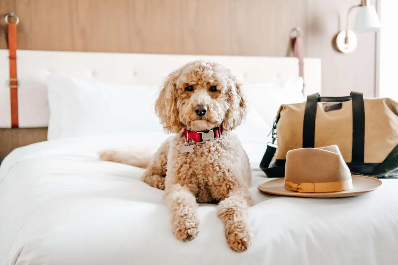**** Hotel Hyatt Centric Downtown Denver United States